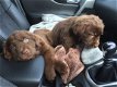 Newfoundland puppies te koop - 1 - Thumbnail
