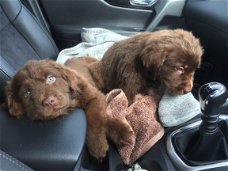 Newfoundland puppies te koop