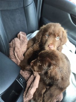 Newfoundland puppies te koop - 2