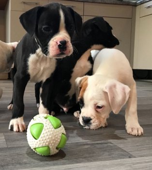 Beautiful Boxer Puppies for sale - 1