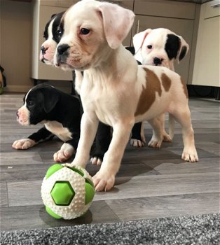 Beautiful Boxer Puppies for sale - 2