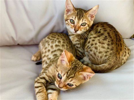 Mannelijke en vrouwelijke Bengaalse kittens hebben een nieuw thuis nodig. - 1
