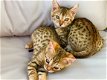 Mannelijke en vrouwelijke Bengaalse kittens hebben een nieuw thuis nodig. - 1 - Thumbnail