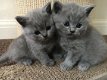 mannelijke en vrouwelijke Britse korthaar kittens klaar om nu te gaan - 1 - Thumbnail