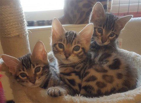 3 vrouwelijke Bengaalse kittens beschikbaar - 1