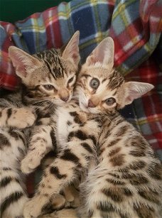 Mooie Bengaalse kittens