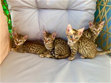 3 vrouwelijke 1 mannelijke Bengaalse kittens beschikbaar geï