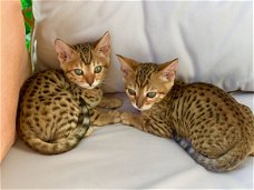 Mannelijke en vrouwelijke Bengaalse kittens hebben een nieuw thuis nodig.