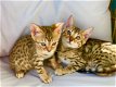 Mannelijke en vrouwelijke Bengaalse kittens hebben een nieuw thuis nodig. - 1 - Thumbnail