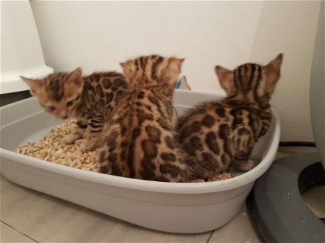 3 vrouwelijke 1 analoge Bengaalse kittens beschikbaar geï - 1