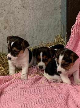 GRIJZE & TRICOLOR JACK RUSSEL PUPPIES TE KOOP - 1