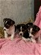 GRIJZE & TRICOLOR JACK RUSSEL PUPPIES TE KOOP - 1 - Thumbnail