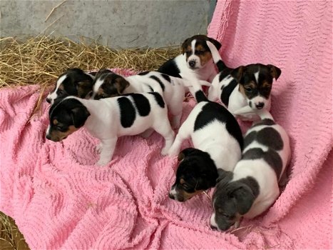 GRIJZE & TRICOLOR JACK RUSSEL PUPPIES TE KOOP - 2