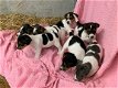 GRIJZE & TRICOLOR JACK RUSSEL PUPPIES TE KOOP - 2 - Thumbnail