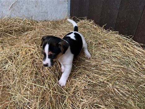 GRIJZE & TRICOLOR JACK RUSSEL PUPPIES TE KOOP - 3