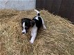 GRIJZE & TRICOLOR JACK RUSSEL PUPPIES TE KOOP - 3 - Thumbnail