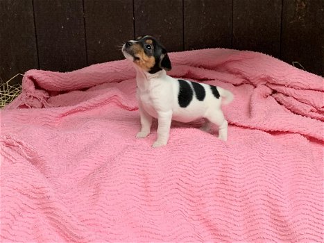 GRIJZE & TRICOLOR JACK RUSSEL PUPPIES TE KOOP - 4