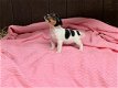 GRIJZE & TRICOLOR JACK RUSSEL PUPPIES TE KOOP - 4 - Thumbnail