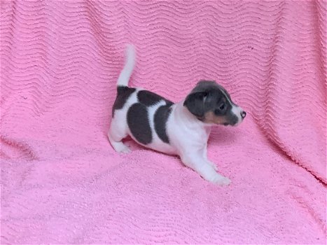 GRIJZE & TRICOLOR JACK RUSSEL PUPPIES TE KOOP - 5