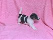 GRIJZE & TRICOLOR JACK RUSSEL PUPPIES TE KOOP - 5 - Thumbnail