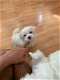 Mini maltezer pups - 1 - Thumbnail
