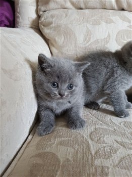 Prachtige Blauwe Britse Korthaar Kittens - 1