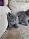 Prachtige Blauwe Britse Korthaar Kittens - 1 - Thumbnail