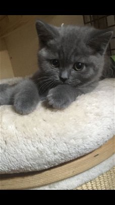 Blauwe Britse Korthaar Kittens
