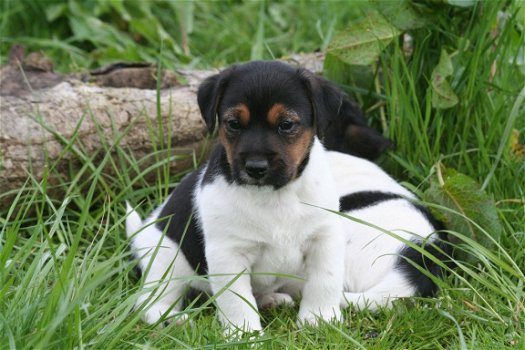 Mooie Jack Russell puppies - 1