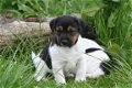 Mooie Jack Russell puppies - 1 - Thumbnail