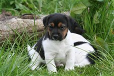 Mooie Jack Russell puppies