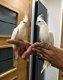 Witte gezicht valkparkiet papegaaien - 1 - Thumbnail