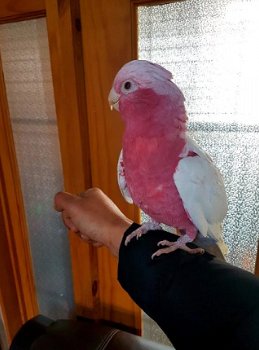 Schattige Baby Lutino Galah Kaketoe - 1