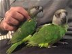 Hand reared Senegal Parrot - 1 - Thumbnail