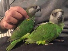 Hand reared Senegal Parrot