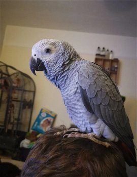 Mannelijke Afrikaanse grijze papegaai - 1