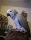 Mannelijke Afrikaanse grijze papegaai - 1 - Thumbnail