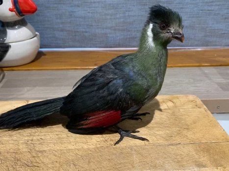 Mooie handopgeleide witte wangturaco's - 1