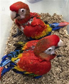 Scarlet ara papegaaien