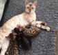 Mooie Bengaalse Kitten Gccf geregistreerd - 1 - Thumbnail
