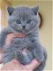 Absoluut verbluffende Britse kittens met kort haar en ui.. Absoluut verbluffende britse kittens met - 1 - Thumbnail