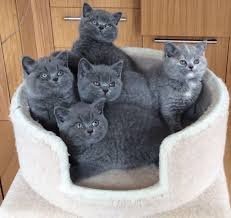 5 Britse kittens met kort haar Bsh geregistreerd - 1