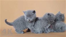 Geregistreerde Grijse Britse korthaar kittens