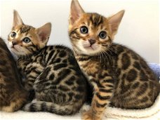 Bengal kittens available...
