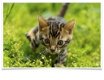 mooie Bengaalse kittens,,,,,,,,,,,,,,,,,,,,, - 1 - Thumbnail