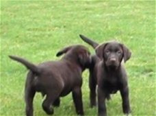 Labrador retriever choco bruin.