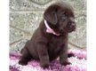 Gezond en rasechte Labrador pups. - 1 - Thumbnail