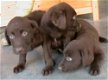 Labrador pups - 1 - Thumbnail