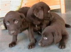 Labrador pups