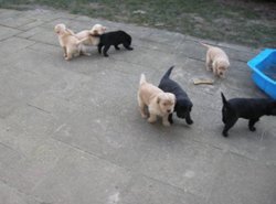 Blonde labrador pups - 1